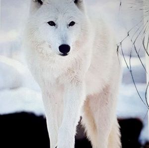 Meet your Posher, Alfredo